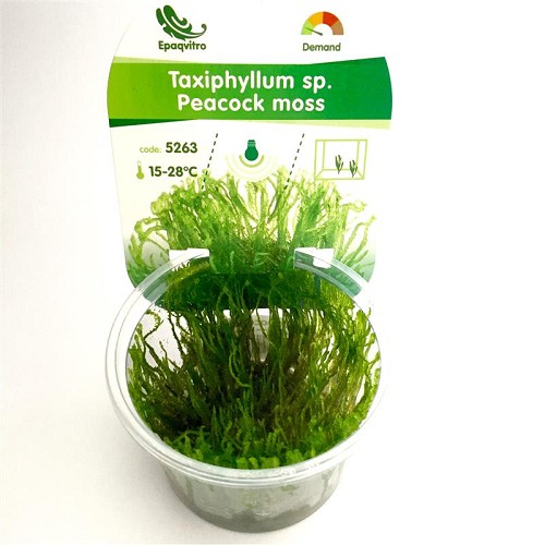 Peacock moss in cup